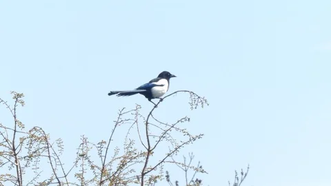 A magpie sits on a branch in the top of the tree Stock Footage 106627098