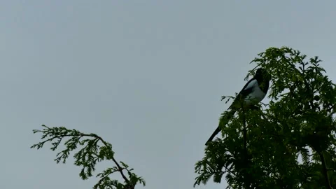 A magpie sits on a branch in the top of the tree and flies away Stock Footage 140818201