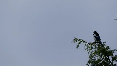 A magpie sits on a branch in the top of the tree and flies away Stock Footage 140921335