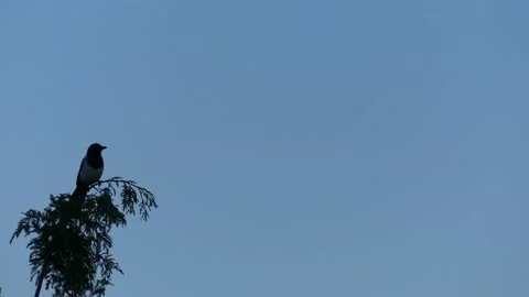 A magpie sits on a branch in the top of the tree and flies away Stock Footage 144318927