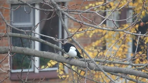 Magpie sits on a leafless branch of a nut Stock Footage 81944825