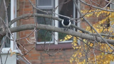 Magpie sits on a leafless branch of a nut and looks interestedly Stock Footage 81944828