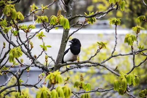 A magpie sits on top of a chestnut tree that will bloom soon. A stunning view Stock Photos