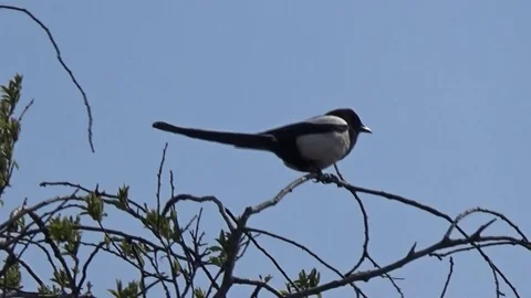 Magpie sits on top of tree, view from below Stock Footage 76010588
