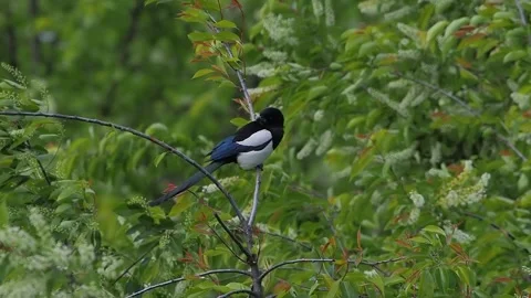 Magpie sits on a tree branch in a big wind. Slow motion. 库存影片 329696750