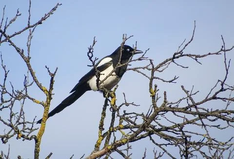 A magpie sits in a tree. In Romania Фото