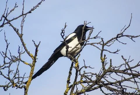 A magpie sits in a tree. In Romania Photos