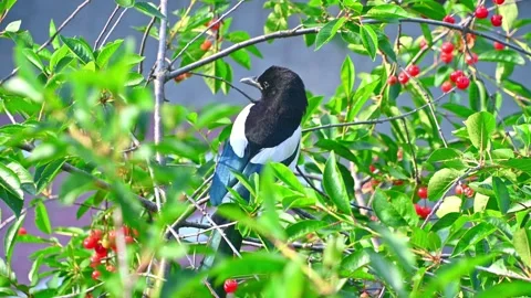 Magpie sitting on a branch of a cherry tree amoung foliage Stock Footage 337500643