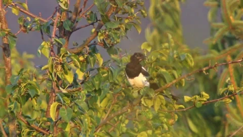 Magpie sitting in fruit tree in summer Stock Footage 314896420