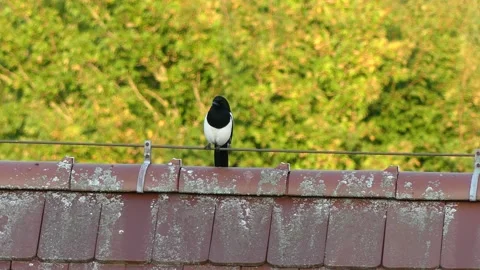 Magpie sitting on one leg on a red tiled roof - sunny day in autumn - real time Stock Footage 143730854