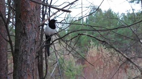 Magpie sitting on pine branch Video stock 56528070