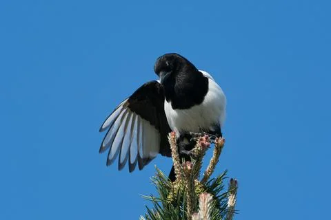 Magpie sitting at pine tree top Stock Photos