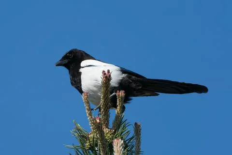 Magpie sitting at pine tree top Stock Photos