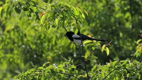 Magpie sitting on a tree branch, slow motion 库存影片 329696681