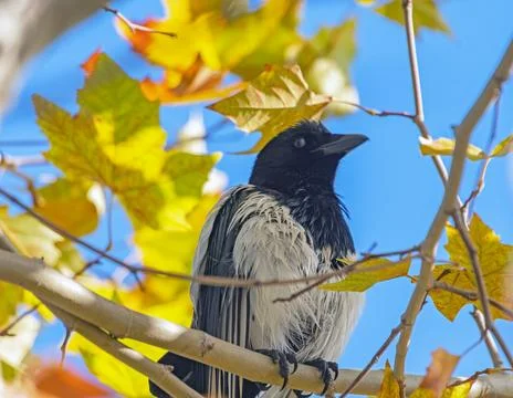 A magpie is sitting on a tree Stock Photos