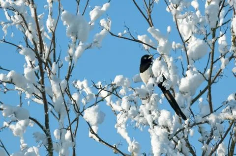 Magpie in snow Foto stock
