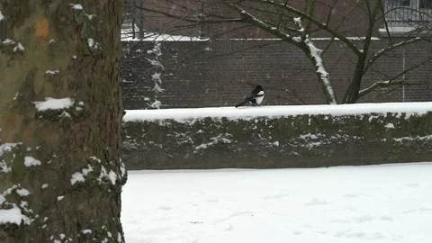 Magpie in the snow tree white Stock Footage 148630080