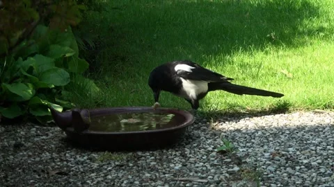 Magpie softens bread in water trough Stock Footage 311983555