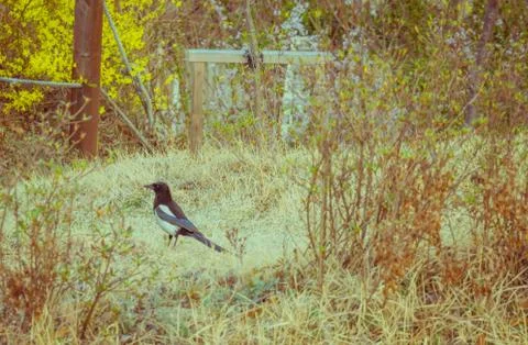 Magpie standing on dry brown patch of grass Fotos de archivo