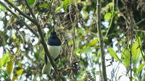 A magpie stands gracefully on a stalk, its striking black and white feathers Stock Footage 304191841
