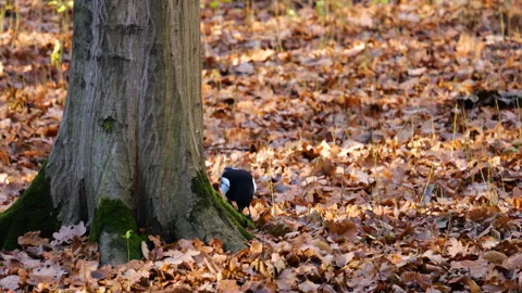 A magpie stands on a moss-covered tree and searches for food among the moss. Video stock 321845083