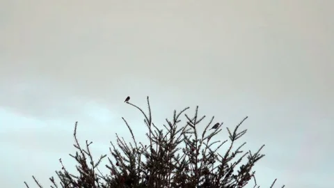 Magpie Takes Flight Stock Footage 78195712
