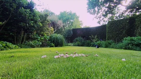 Magpie teaked bread on the grassfield Video stock 109558749