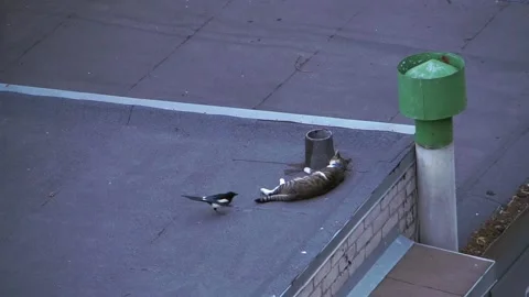 Magpie teases the cat Stock Footage 138462377