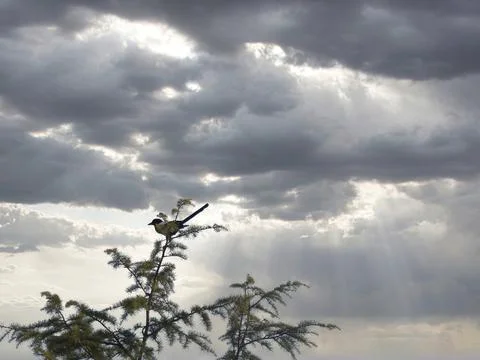 Magpie on top a pine tree Stock Photos
