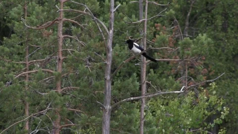 Magpie in the tree 2 Stock Footage 346125494