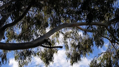 Magpie in a tree afternoon cloudy day Stock Footage 108427676