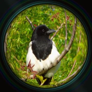 Magpie on tree branch in objective lens Stock Photos