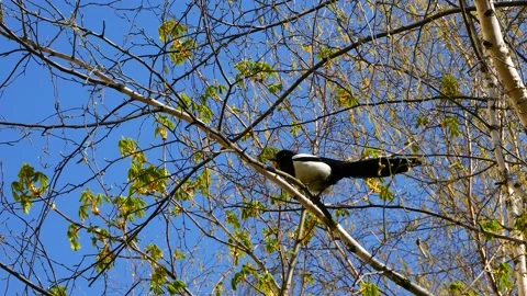 Magpie on a tree branch in the spring forest. 스톡 동영상 188885739