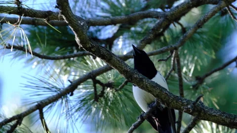 Magpie in a tree day up angle Stock Footage 240392509