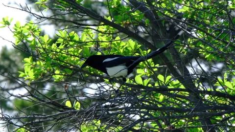 Magpie in a tree day profile Stock Footage 239876710