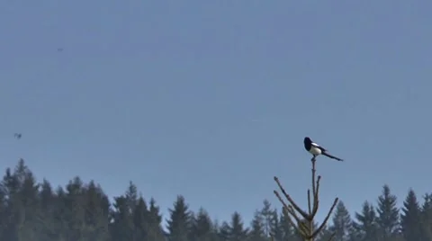 Magpie on the tree Video stock 46275491