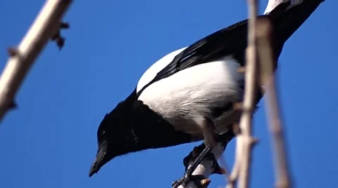 Magpie on a tree Video stock 47560310