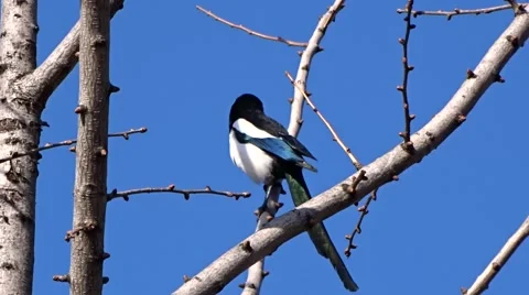 Magpie on a tree Stock Footage 47560383