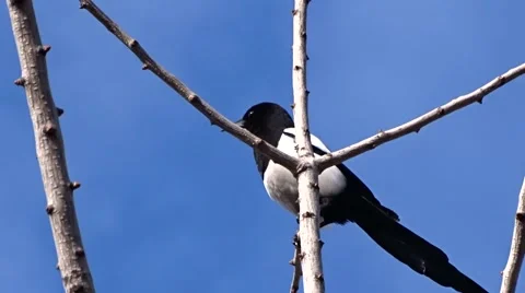 Magpie on a tree Video stock 47560397