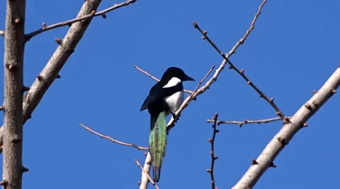Magpie on a tree Video stock 47560427