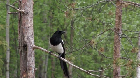 Magpie in the tree Stock Footage 346125500