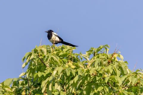 Magpie on a tree Stock-Fotos