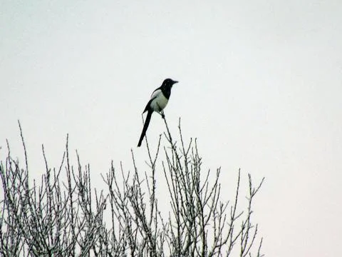 Magpie on a tree in winter Foto stock