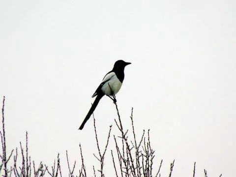 Magpie on a tree in winter Foto stock