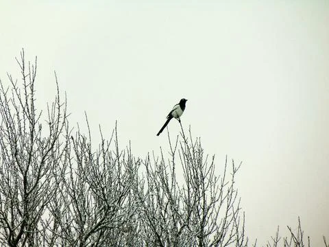 Magpie on a tree in winter Stockfoto's
