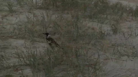Magpie walking around in high grass by the beach Stock Footage 69249474