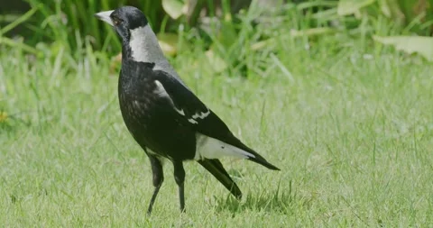 Magpie Walking  oOn Grass Stock Footage 317871778