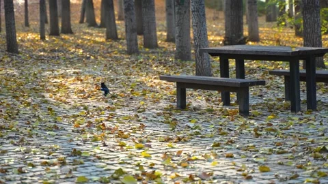 Magpie walks on the ground full of fallen leaves on wooden table and chairs in a Stock Footage 221012140