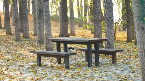 Magpie walks on the ground full of fallen leaves on wooden table and chairs in a Stock Footage 221012765