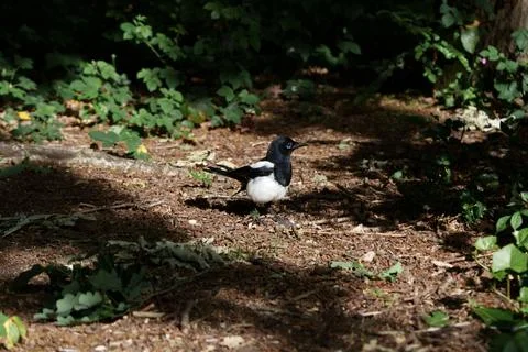 Magpie walks through leaf litter. Quiet forest environment with magpie foraging Stock Photos